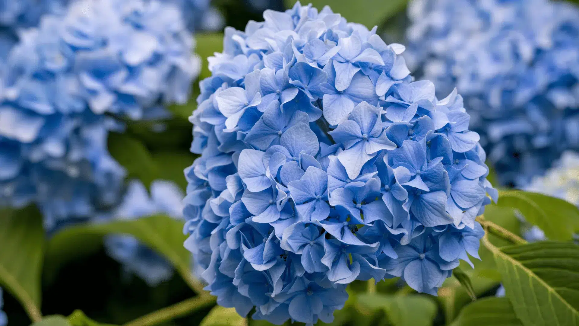 fond fleur