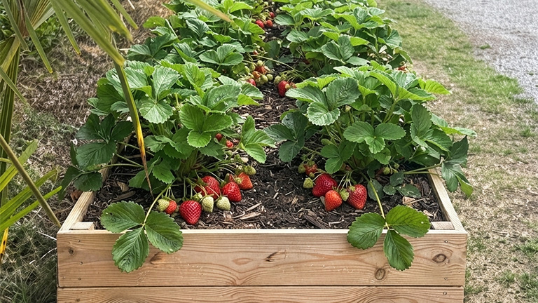potager partage